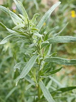 Rsda jaune - Reseda lutea